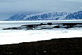 île Bylot (nord de Baffin)