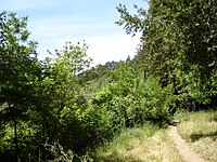 Trail to Russian River at Rio Nido, now overgrown with weeds and brush, 2008