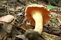 Cantharellus persicinus