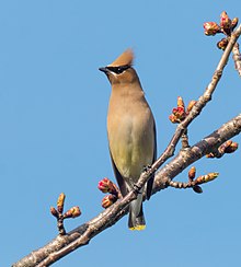 A cedar waxwing perched on a branch