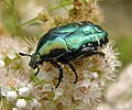 Image 5 Rose chafer beetle Photo credit: Chrumps The rose chafer (Cetonia aurata) is a reasonably large beetle (20 mm/¾ in long) that has metallic green coloration with a distinct V shaped scutellum, the small triangular area between the wing cases just below the thorax. Rose chafers are found over southern and central Europe and the southern part of the UK. More selected pictures