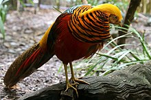 Chrysolophus pictus -Melbourne Zoo, Australia-8a.jpg