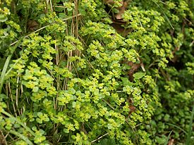 Селезёночник супротивнолистный — типовой вид рода Селезёночник. Общий вид цветущего растения