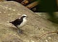 White-capped dipper