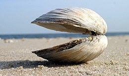 A clam shell (species Spisula solidissima) at Sandy Hook, New Jersey Clams on Sandy Hook beaches - panoramio.jpg