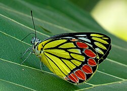 Pierinae Delias eucharis