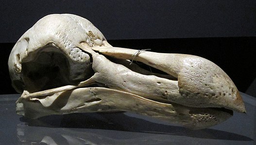 Crani al Museu Zoològic de Copenhaguen, l'examen del qual va fer que el dodo fos classificat com a colom el 1842