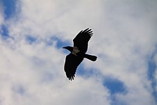 Un corbeau, symbole de la tournée.