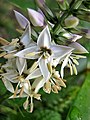 fleurs de Chelonanthus purpurascens