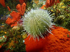 Deepwater urchin