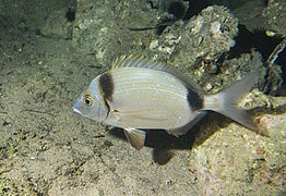 Sar à tête noire (Diplodus vulgaris)