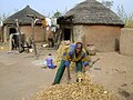 Getrocknete Augenbohnen in Ghana, 2008