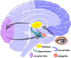 Human brain parts during a fear amygdala hijac...