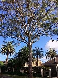 Eucalyptus tereticornis - полное дерево.jpg