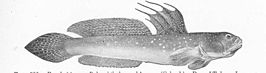 Scartelaos histophorus