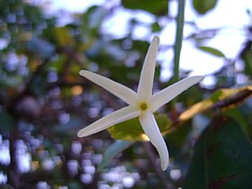 Flor de Hancornia speciosa