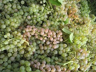 Garganega