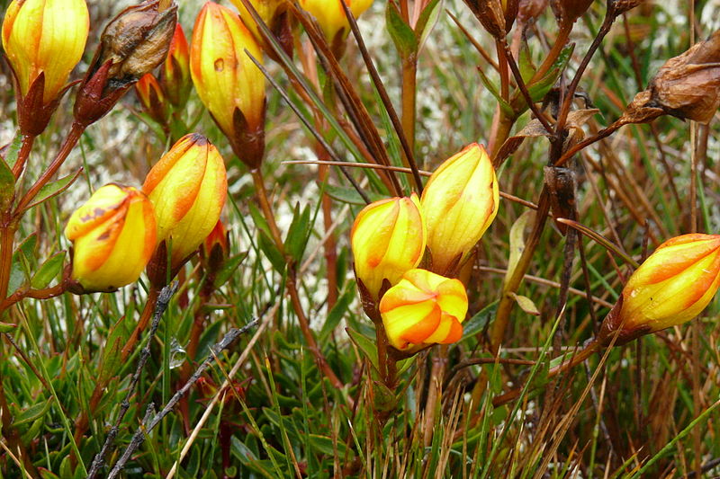 File:Gentianella hirculus.JPG