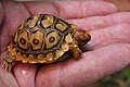 One-month-old hatchling