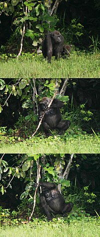 A female gorilla exhibiting tool use by using a tree trunk as a support whilst fishing.