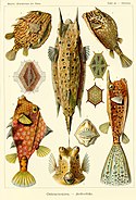 "Ostraciontes" by Ernst Haeckel, 1904. Ten fish with Lactoria cornuta in centre.