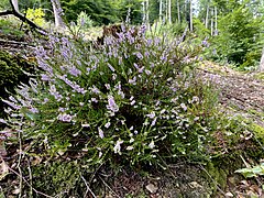 Heidekraut (Calluna vulgaris)