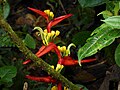 Heliconia venusta (14277360816).jpg