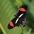 Heliconius erato petiveranus