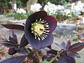 Helleborus orientalis