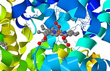 Human Oxy-Hemoglobin Protein