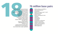 Human chromosome 18 from Gene Gateway - with label.png