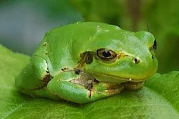 Japoninė medvarlė (Hyla japonica)