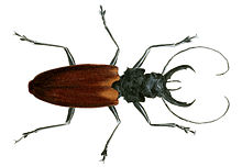 Stenodontes damicornis