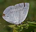 Male in Narsapur, Medak district, India