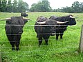 Des vaches highland à Invermoriston