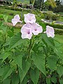 Ipomoea carnea subsp. fistulosa