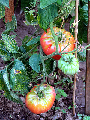 Jardin potager 7 tomates buffle