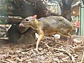 Java mouse-deer