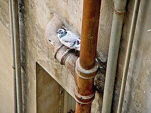 English: Water and Sewage pipes of a Jerusalem...