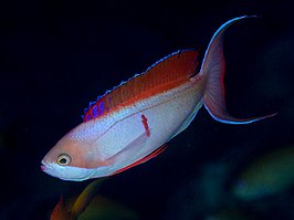 Pseudanthias cooperi