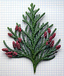 Lawson cypress male cones.jpg