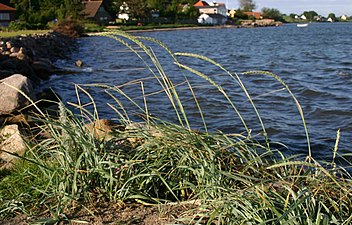 Almindelig Marehalm (Leymus arenarius)