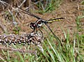 Libellula axilena