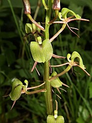 3萼片、側花弁と唇弁の基部が紫色になる。