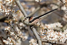 Mésange à longue queue dans un arbre en fleurs (Gennevilliers, France, février 2022).