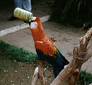 Un Ara macao buvant du soda « à la canette »