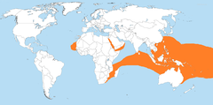Distribuição Geográfica da Jamanta-de-recife