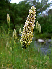 Flowering head of Meadow Foxtail (Alopecurus pratensis), with stamens exserted at anthesis