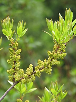 Vahanorkkomyrtti (Morella pensylvanica, syn. Myrica pensylvanica)