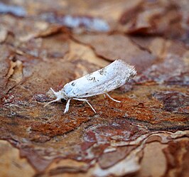 Niphonympha dealbatella